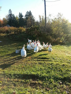 turkeys.jpeg