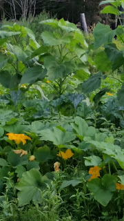 20160816_092912.jpeg