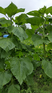 sunflower%2B%25236.png
