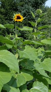 sunflower%2B%25237.png