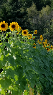 sunflower%2B%25238.png