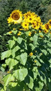 sunflowers%25239.png