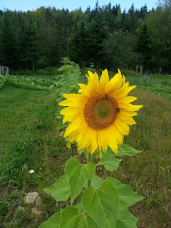 20130831_133413.jpeg