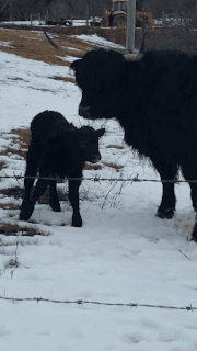 Tess%2Band%2Bcalf.png