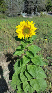 The%2Blone%2Bsunflower.jpeg
