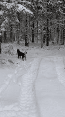 dogs%2Bon%2Btrail.png