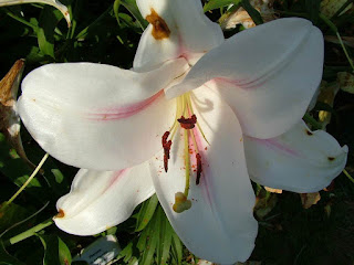 lilium_candidum.jpeg
