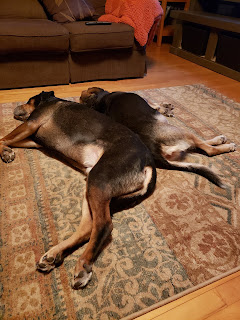 dogs%2Bon%2Bthe%2Bru.jpeg