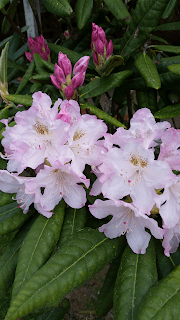Rhododendro.png