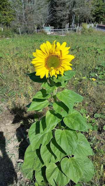 The%2Blone%2Bsunflower.jpeg