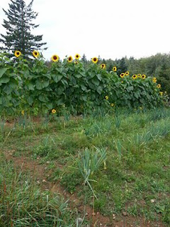 11904739_10156017452440716_8927770686324529720_n.jpeg