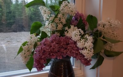 Lilacs and Contentment