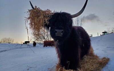 Seasons of Change and Challenge